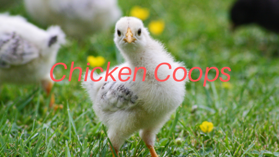 Chicken Coop Plans - Top Dawg Labs