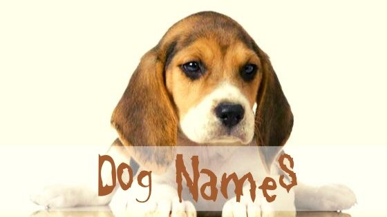 Naming your male dog or puppy - Top Dawg Labs