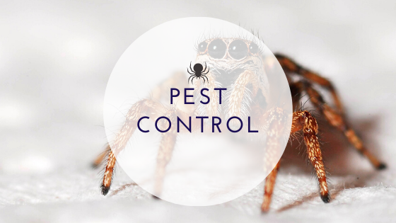 Choose Pest Control Services That Are Right For You - Top Dawg Labs