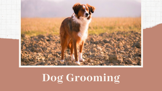 Dog Grooming Basics - Top Dawg Labs